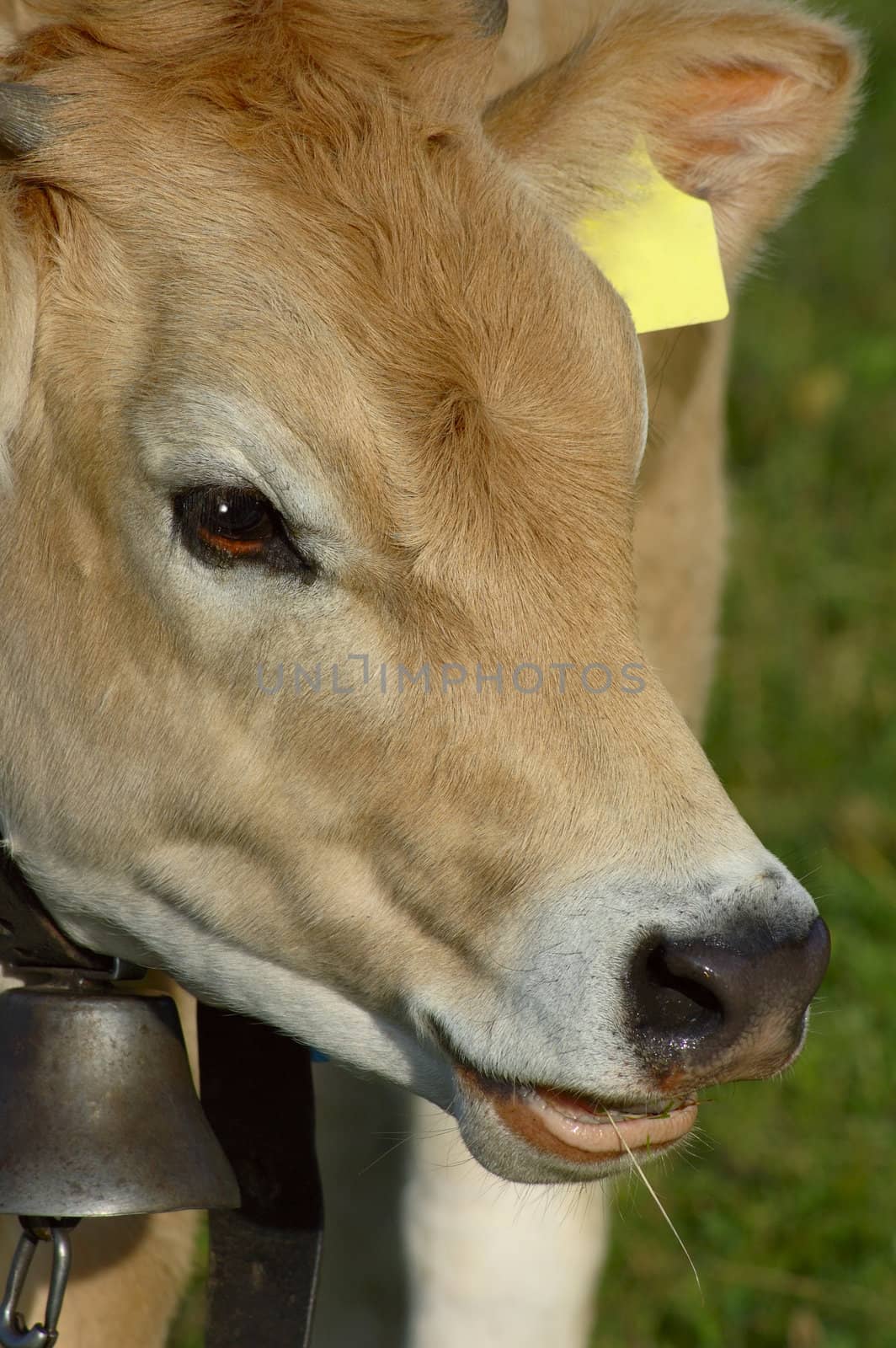 A close-up portrait of a Jersey heifer. Small amount of space for text on the yellow ear tag.
