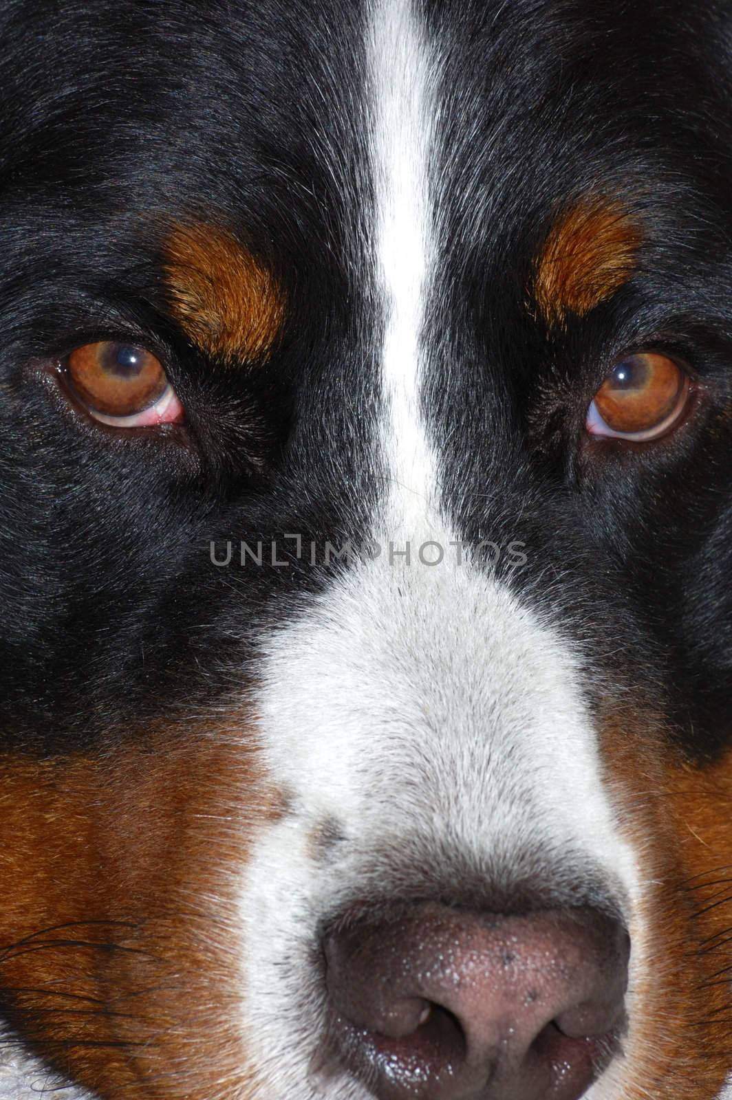 Close up portrait of a Bernese Mountain Dog (also known as Bouvier Bernois or Berner Sennenhund)