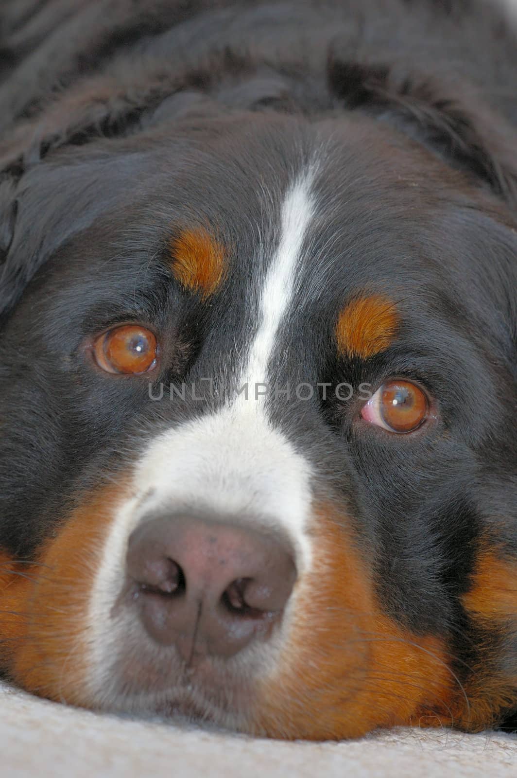 Close up portrait of a Bernese Mountain Dog (also known as Bouvier Bernois or Berner Sennenhund), lying on the carpet, looking up expectantly.