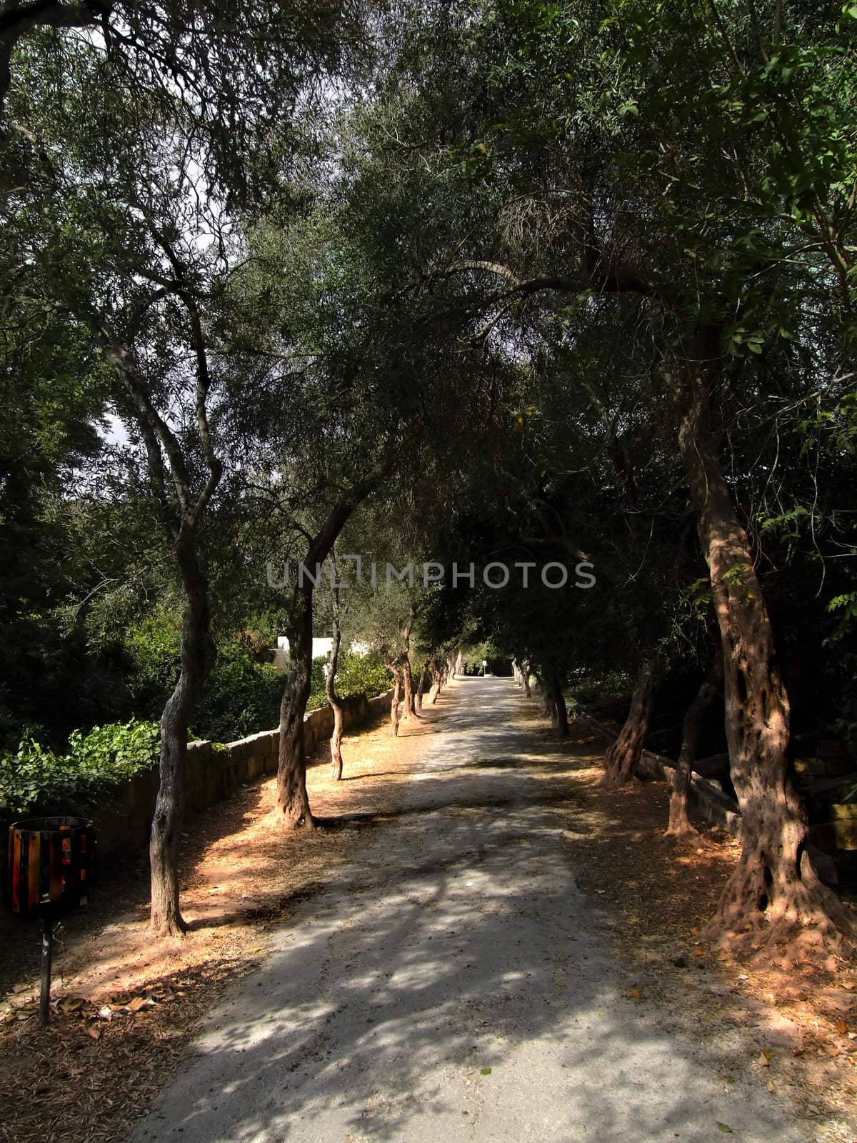 Pathway along olive trees in a small forest in Malta