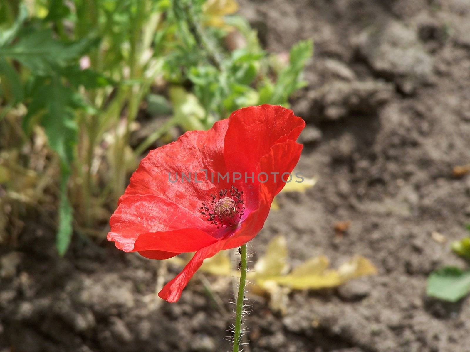 Close up of the red poppy blossom.