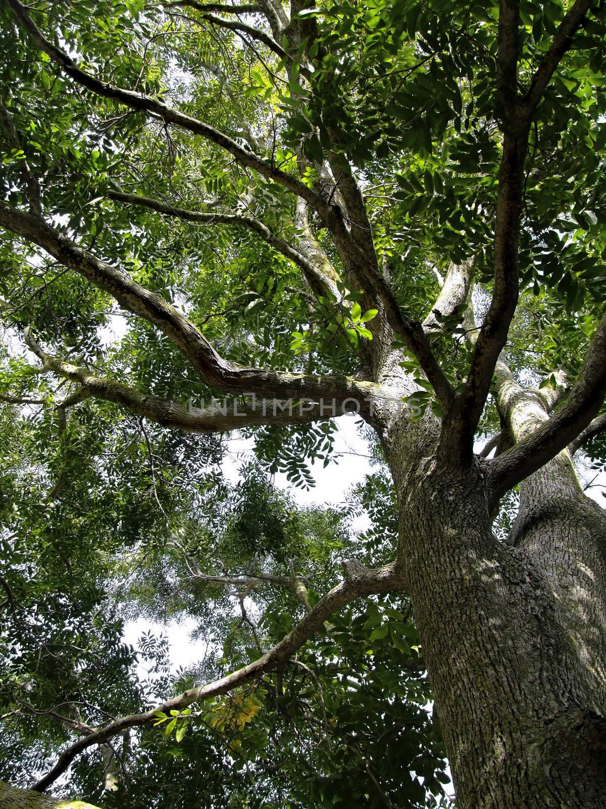 View from directly below of tree with forked branches