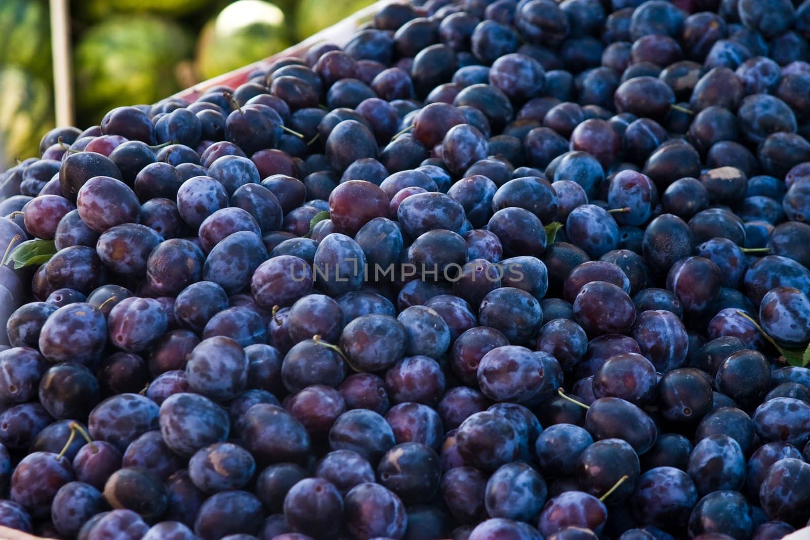 fruit series: freshly grown  and tasty plum