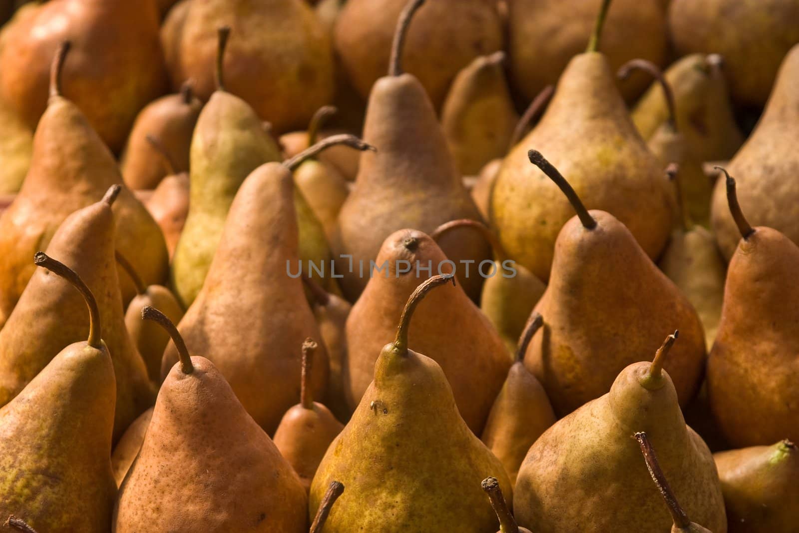 fruit series: freshly grown pears background