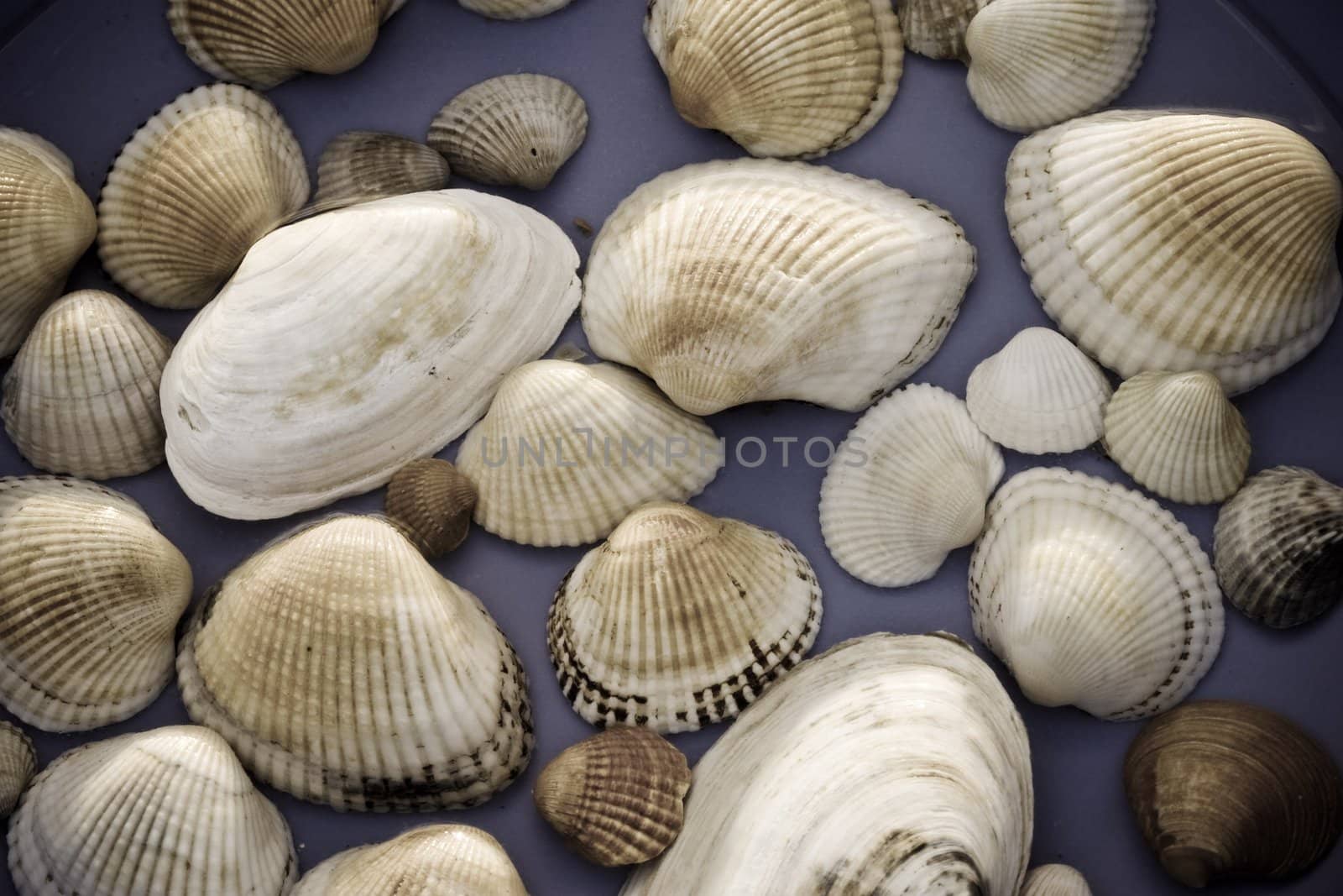 sea theme: abstract background of sea shell