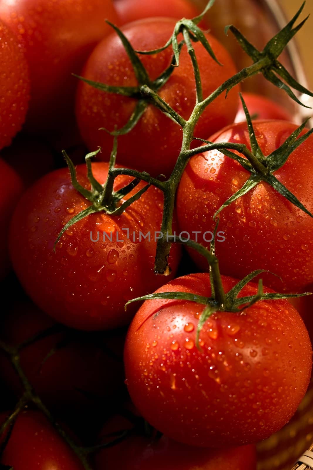 food series: branch of tomato with waterdrops