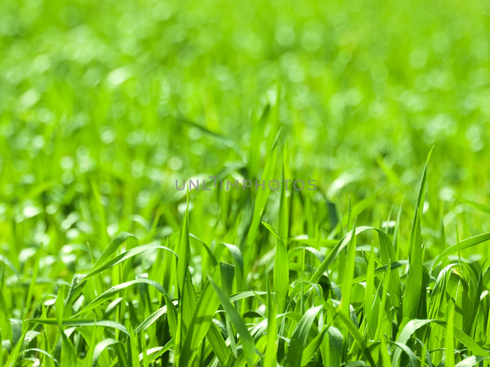 Backdrop made of real fresh winter grass