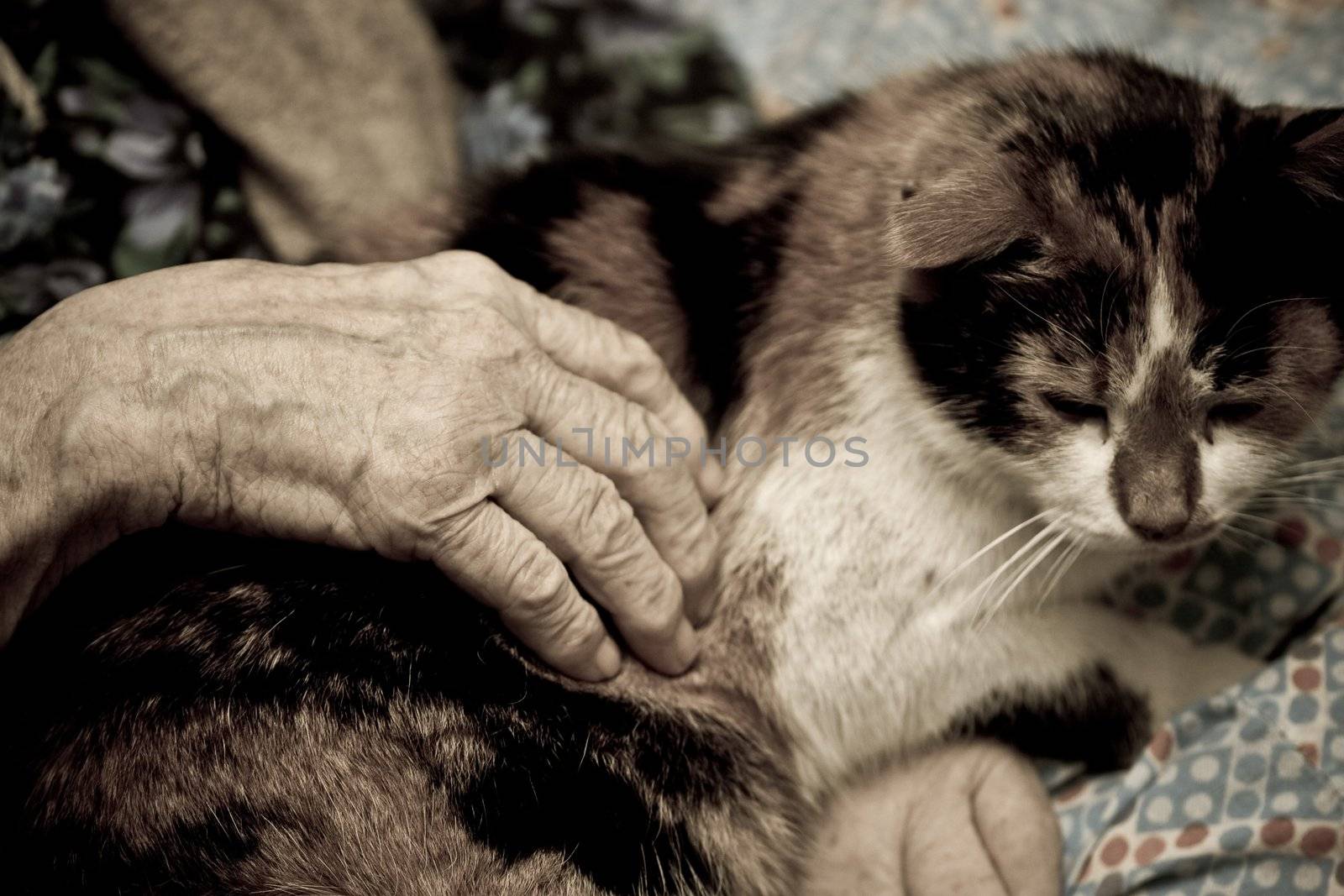 hand of aged woman holding domestic cat