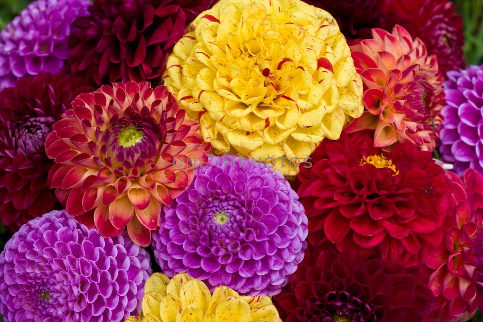 cultivated flowers: many colored dahlia, nature background