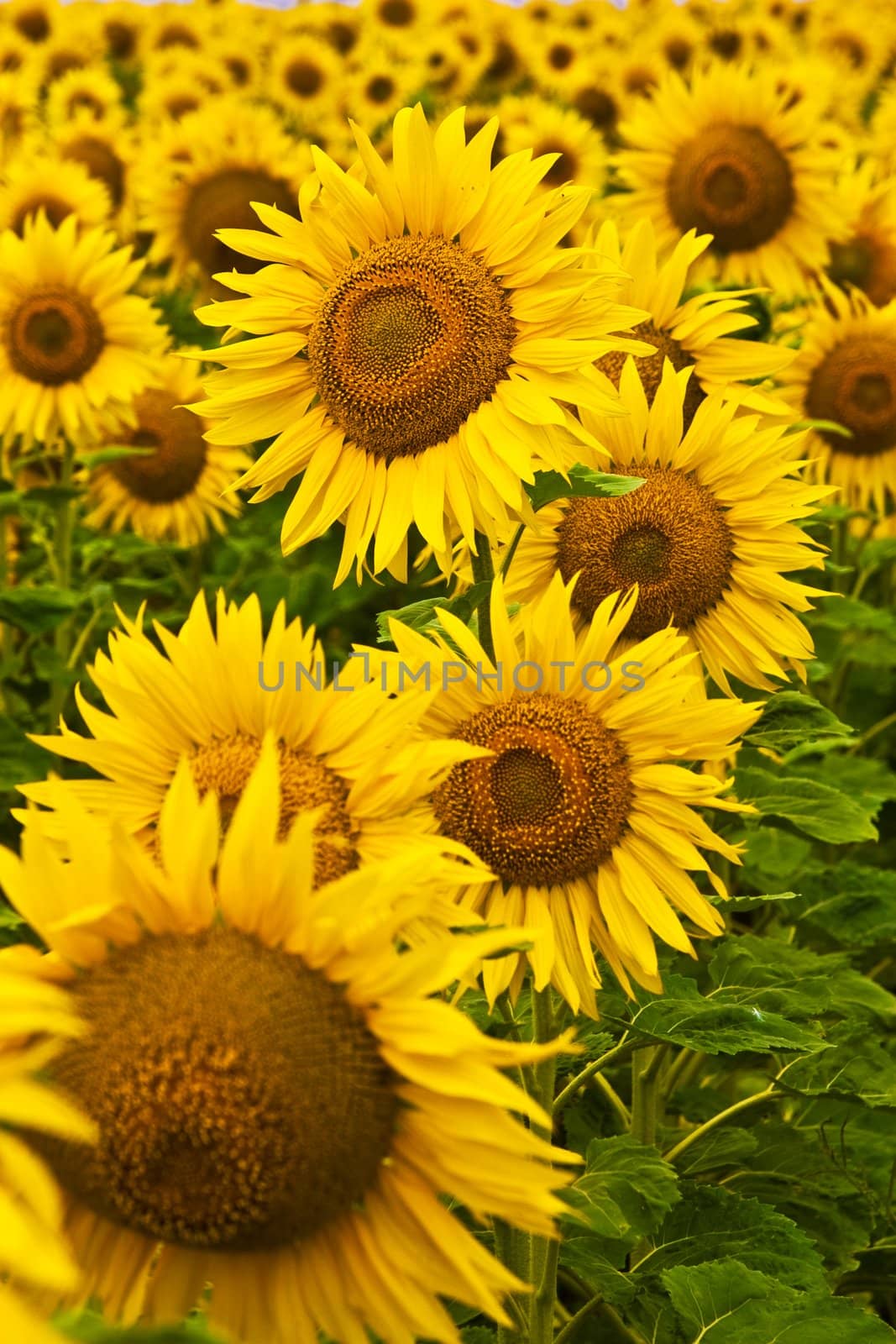 meadow of yellow sunflower background, agriculture subject