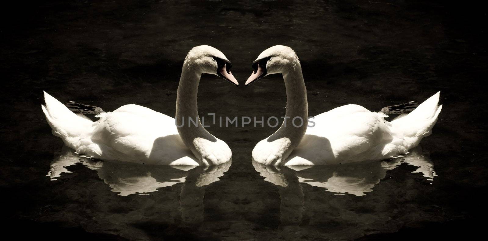 animal series: white swan in the lake