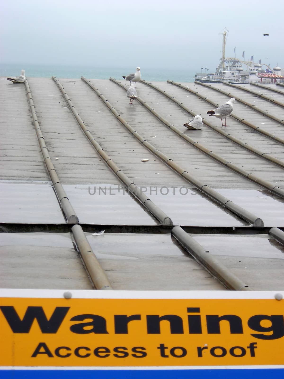 Several seagulls on a roof close to the Brighton Pier.