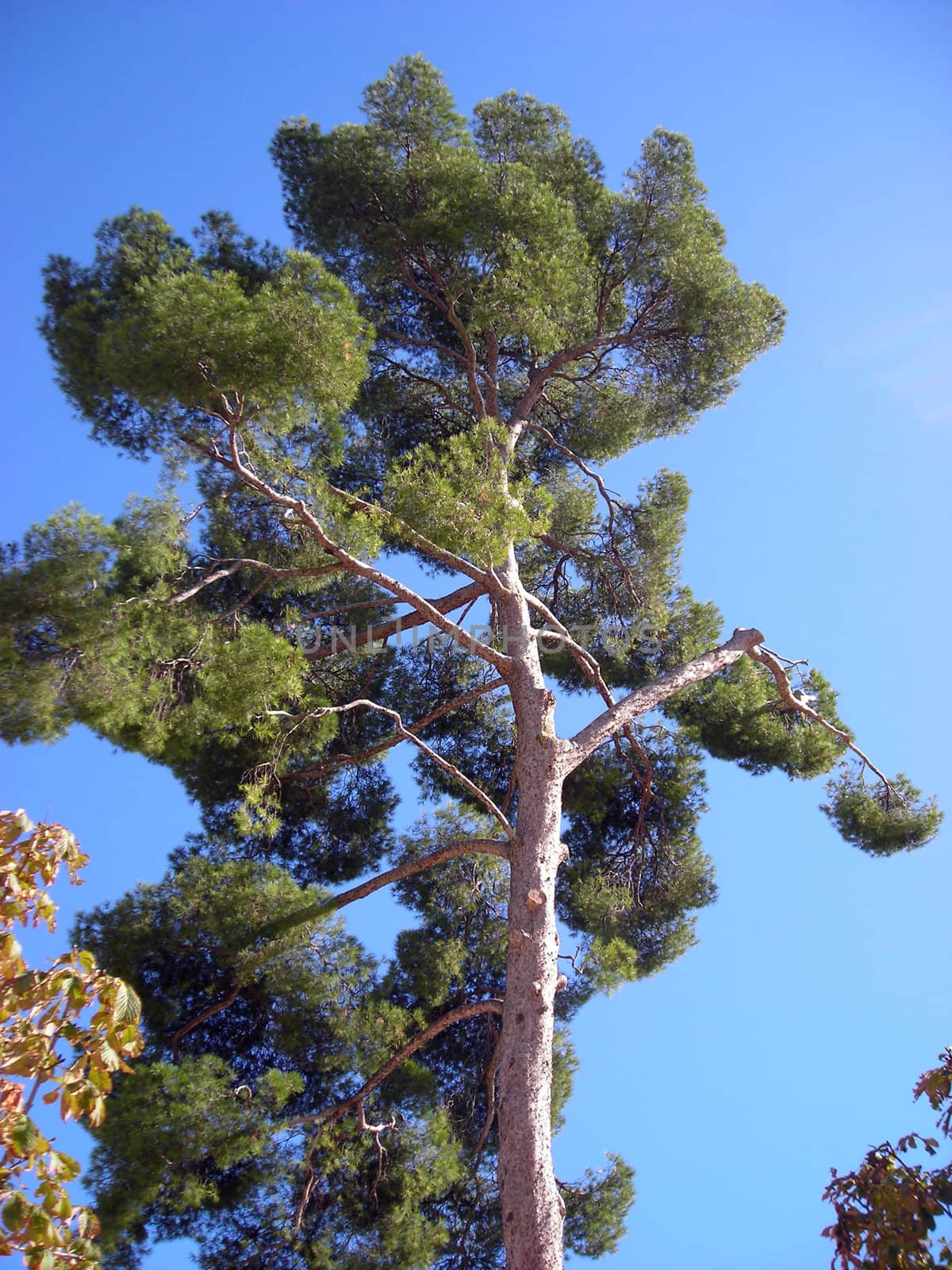 View of a Mediterranean pine in the Retiro Gardens, in Madrid.