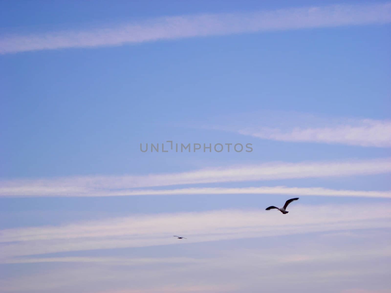 A couple of seagulls on a cloudy sunset sky over Brighton, UK.