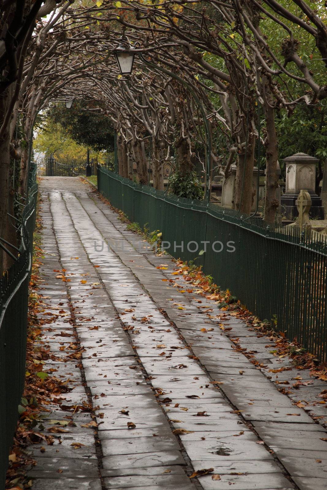 These pleached lime trees have shed their leaves on the footpath through St Andrew's churchyard in Clifton, Bristol