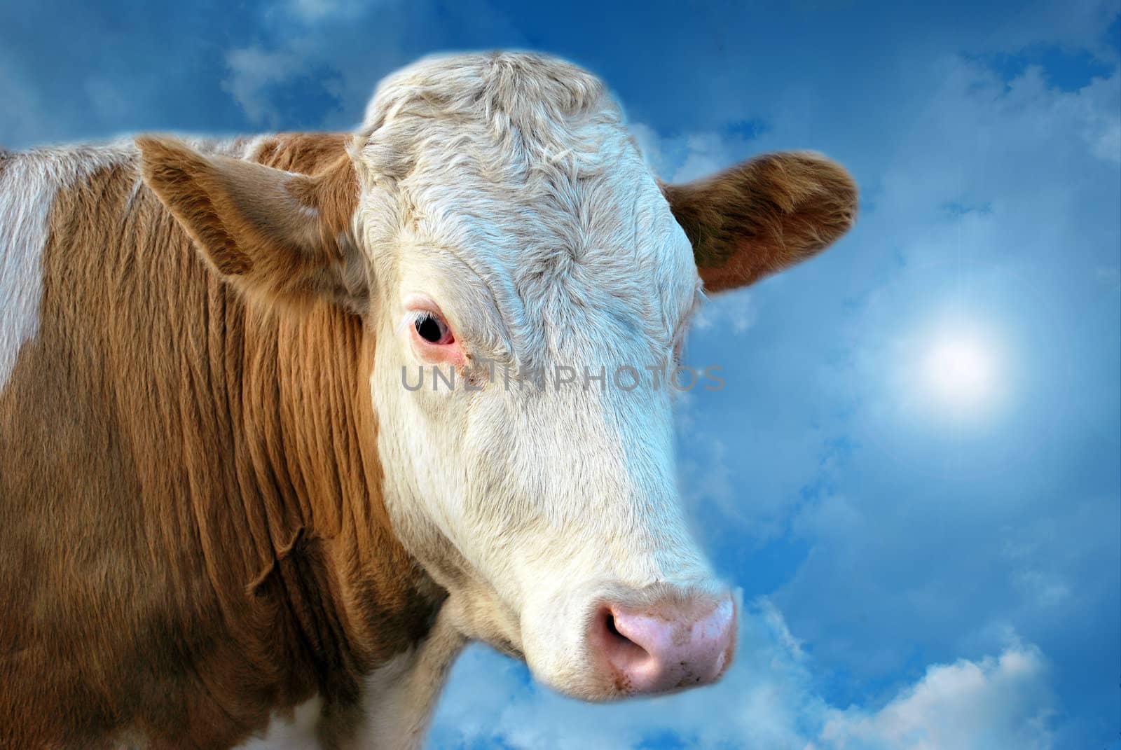 Funny dreamy cow on the cloud travelling in mystical blue sky