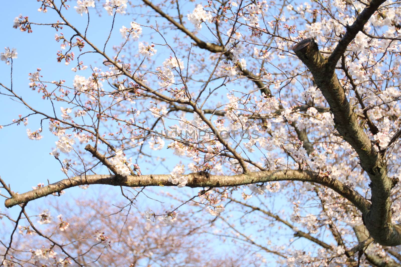 Sakura