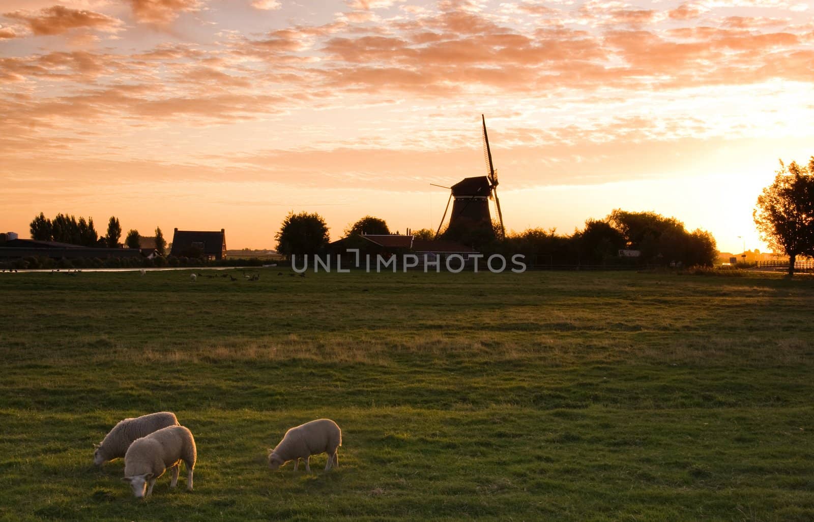Dutch country landscape with mill and sheep just after colorful sunrise in summer
