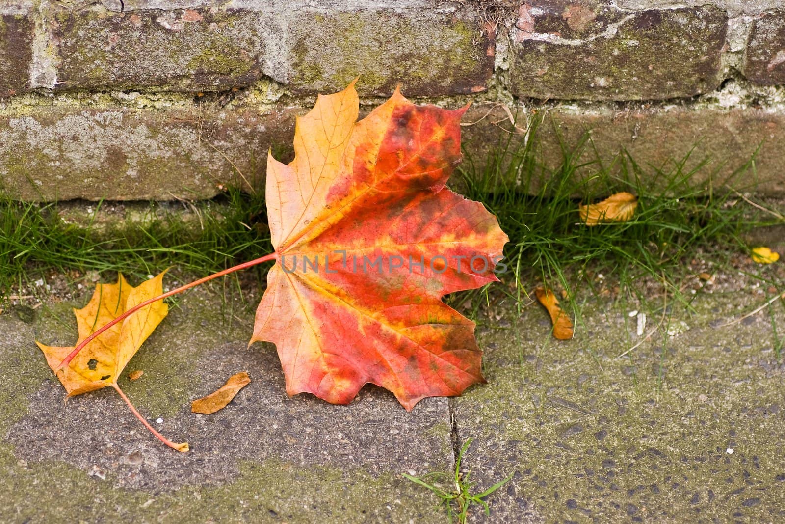 Colorful fallen maple leaf and seeds in autumn with stone wall