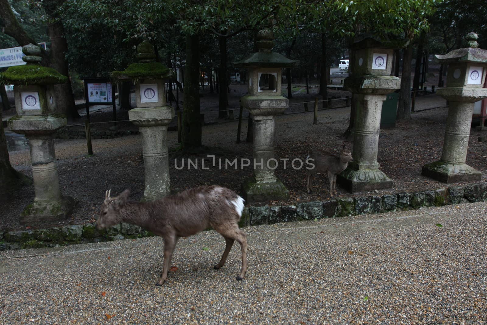 Deer park in Japan