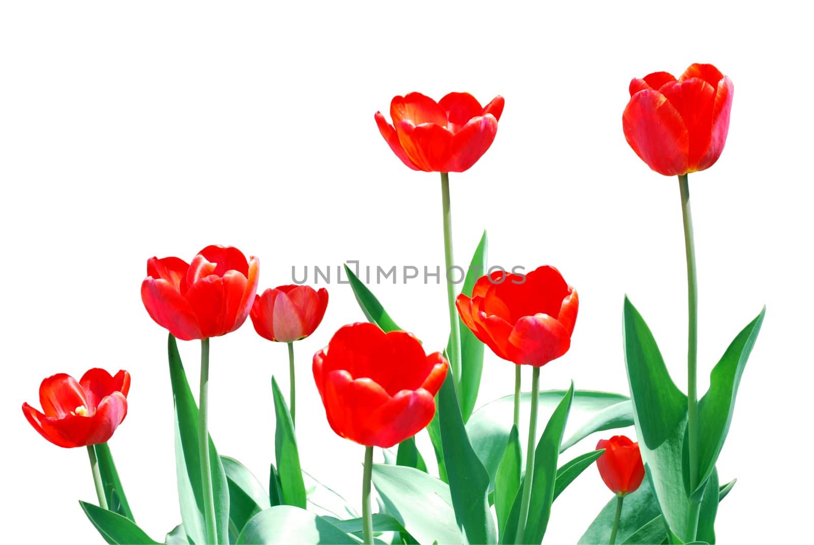 Tulips Frame Template Isolated on White Background