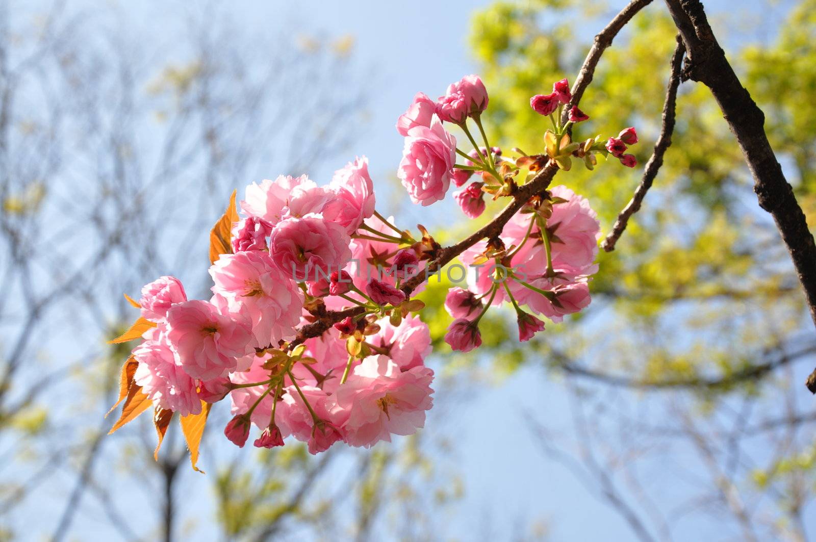 Sakura by Kanzawa