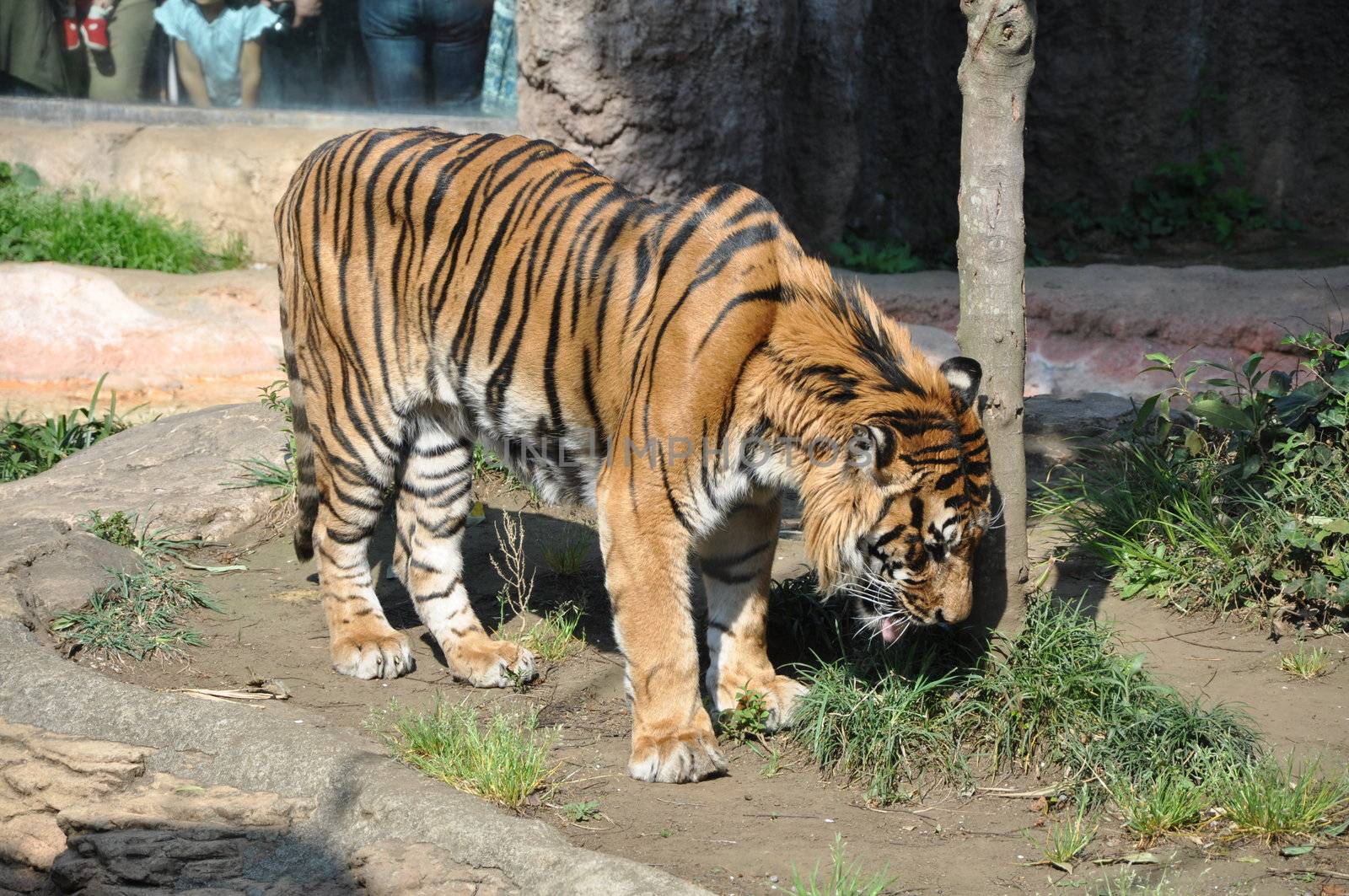 Tiger by Kanzawa