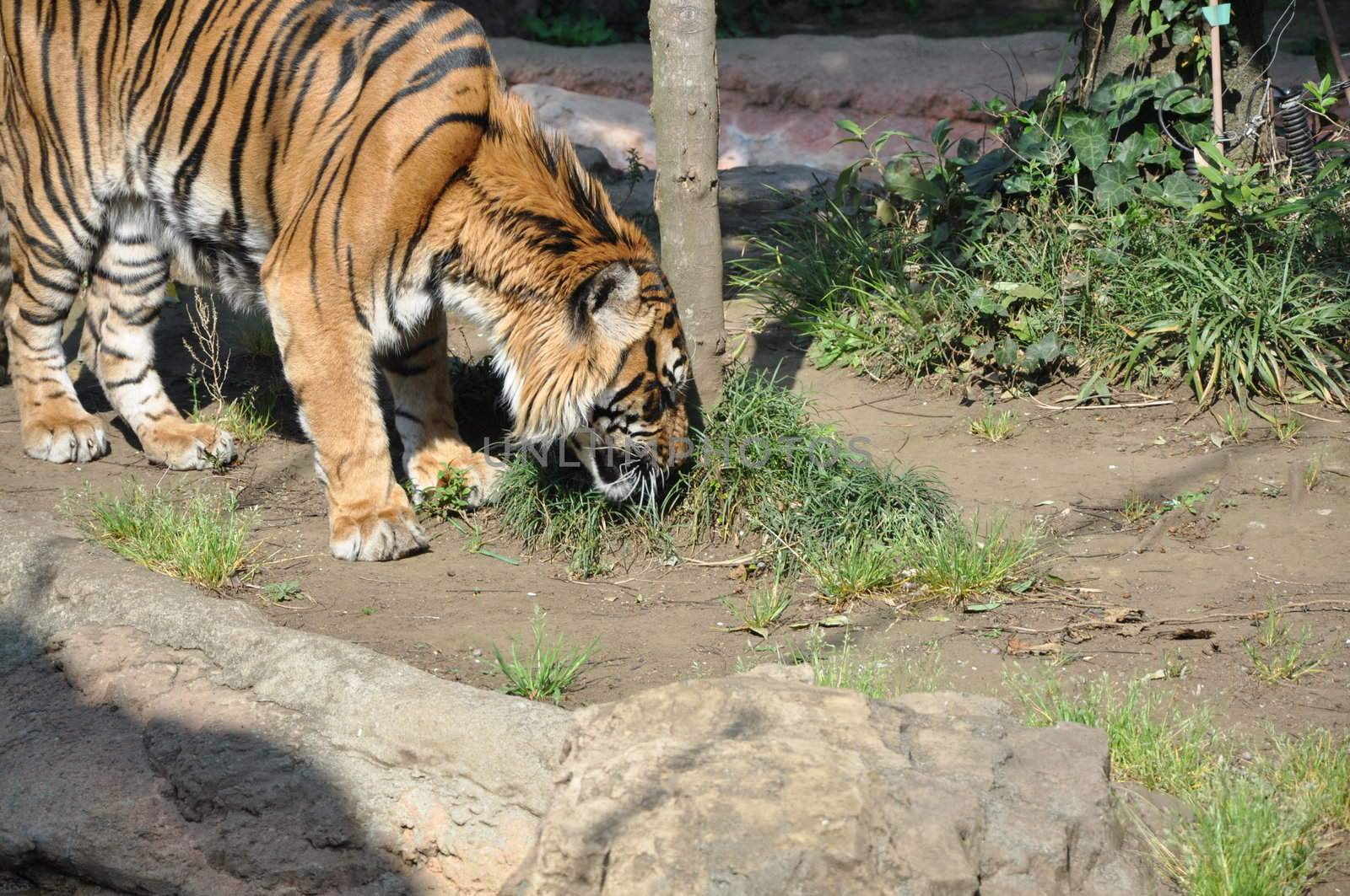 Tiger in Ueno Zoo