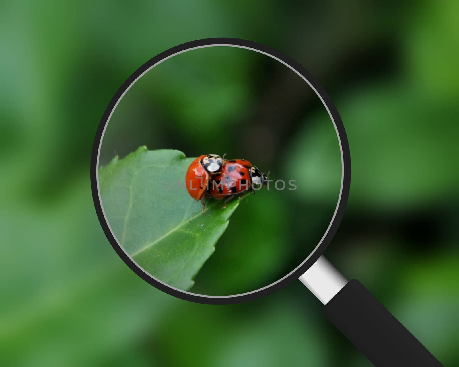 Magnifying Glass zooming on mating Ladybugs. 