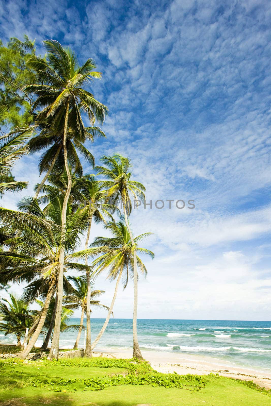 Martin''s Bay, Barbados, Caribbean