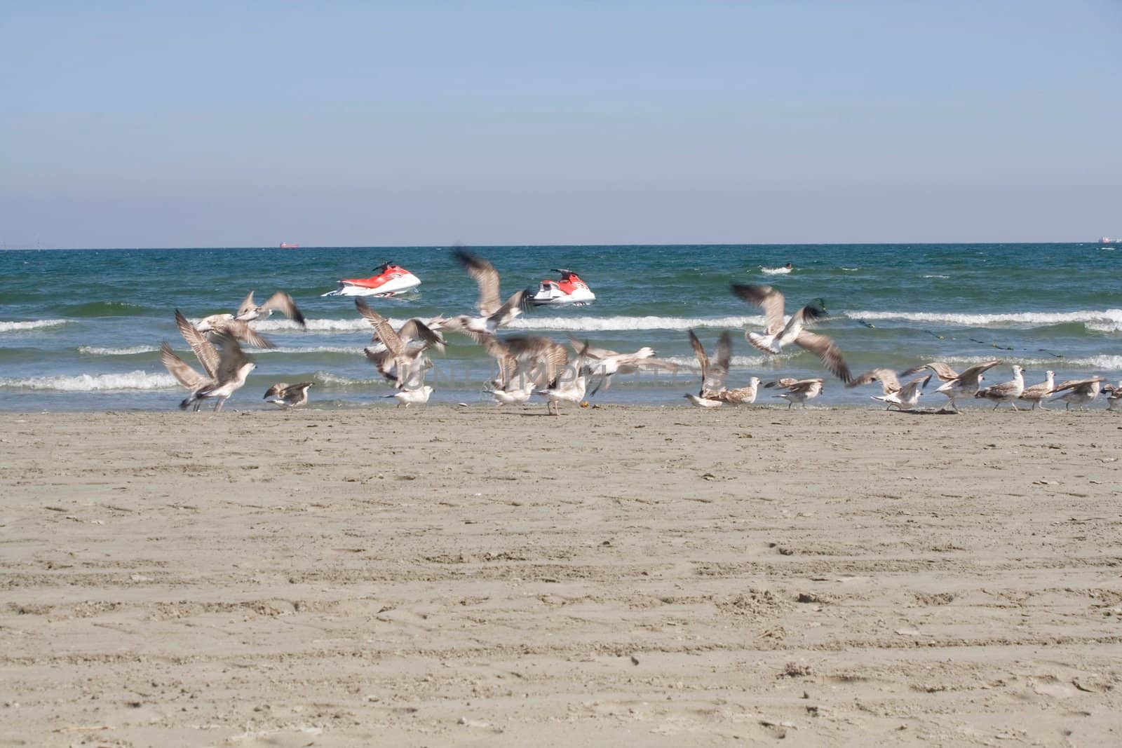 flying seagulls on the beach