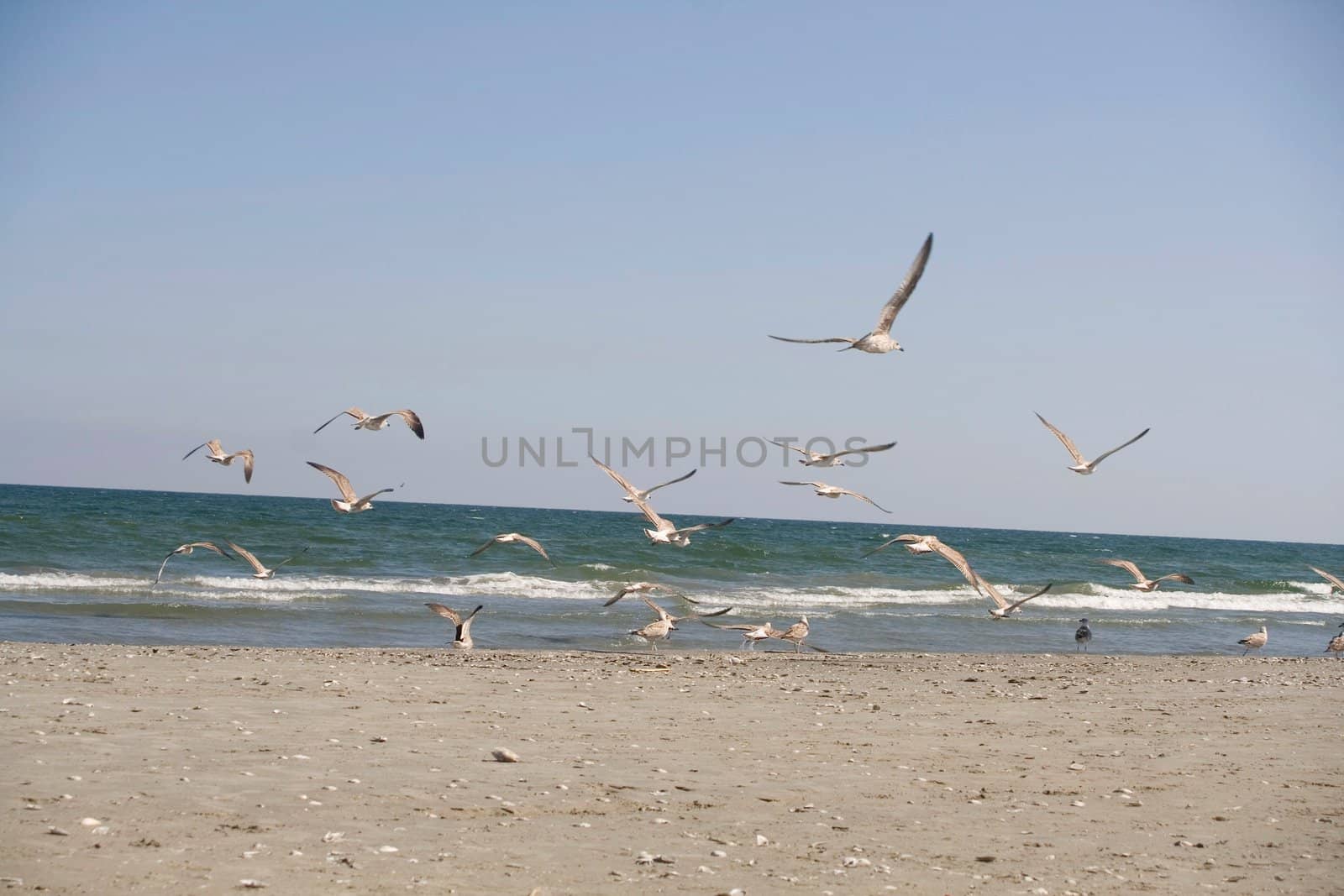 flying seagulls on the beach