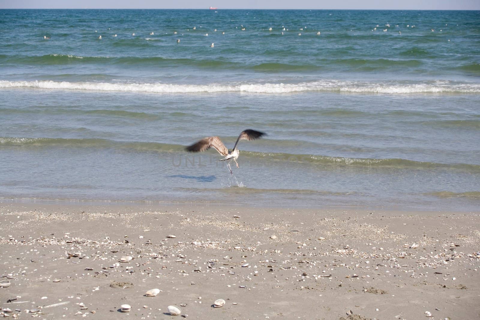 flying seagulls on the beach