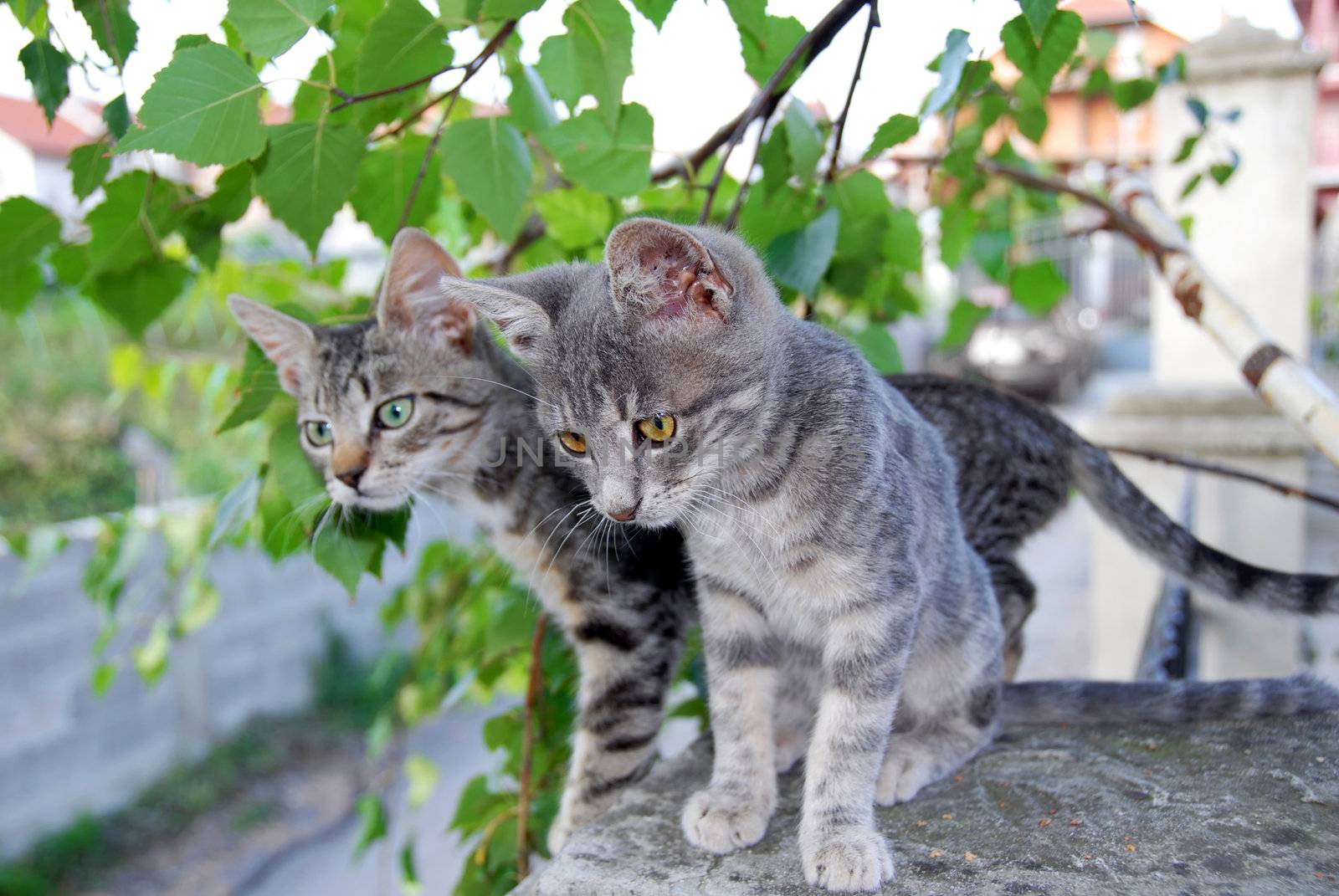 two young domestic mixed-bread gray cats over green leaves