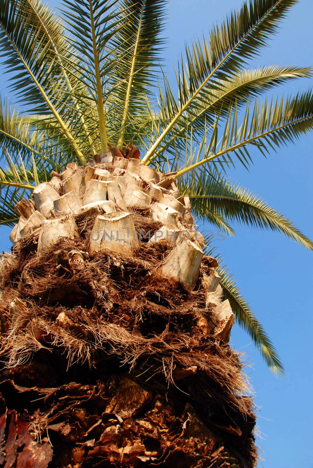 high green palm crown and trunk over blue sky