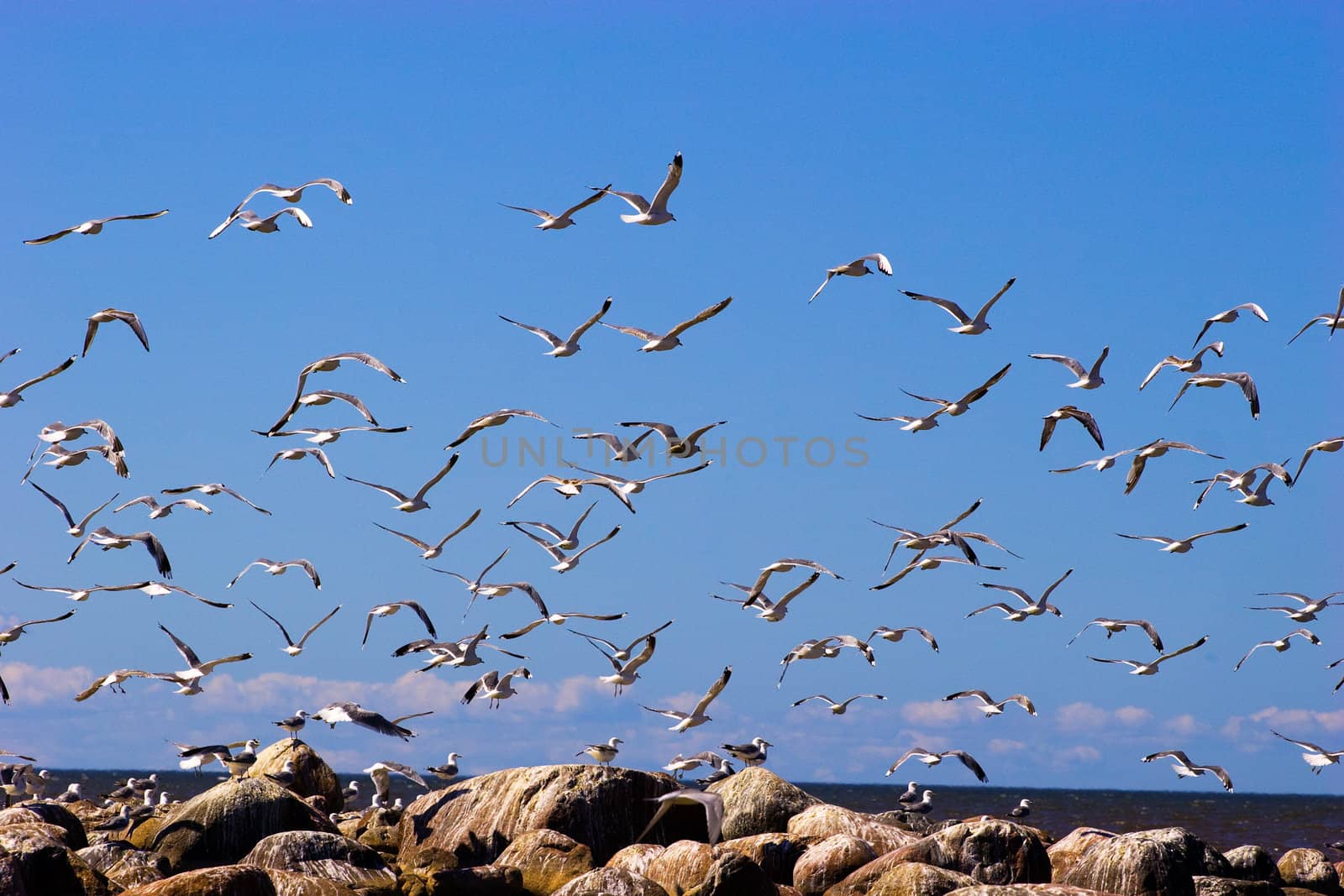 Many flying seaguls at the sea coast