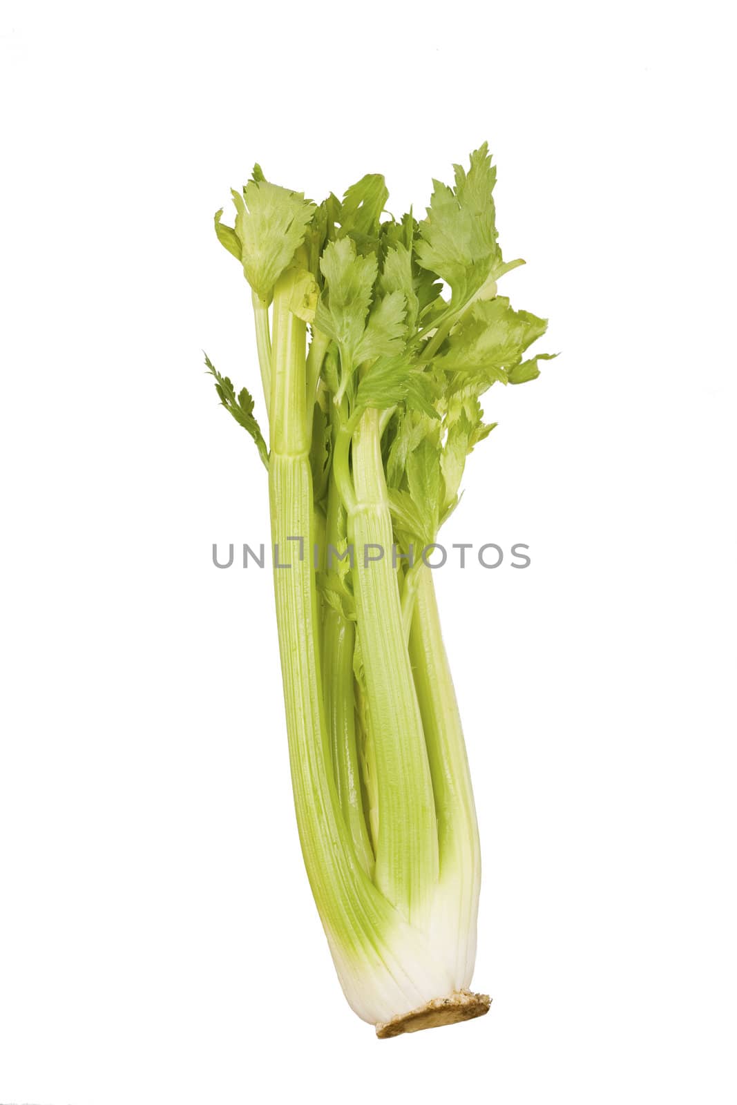 Stalk of green celery isolated on white by jarenwicklund