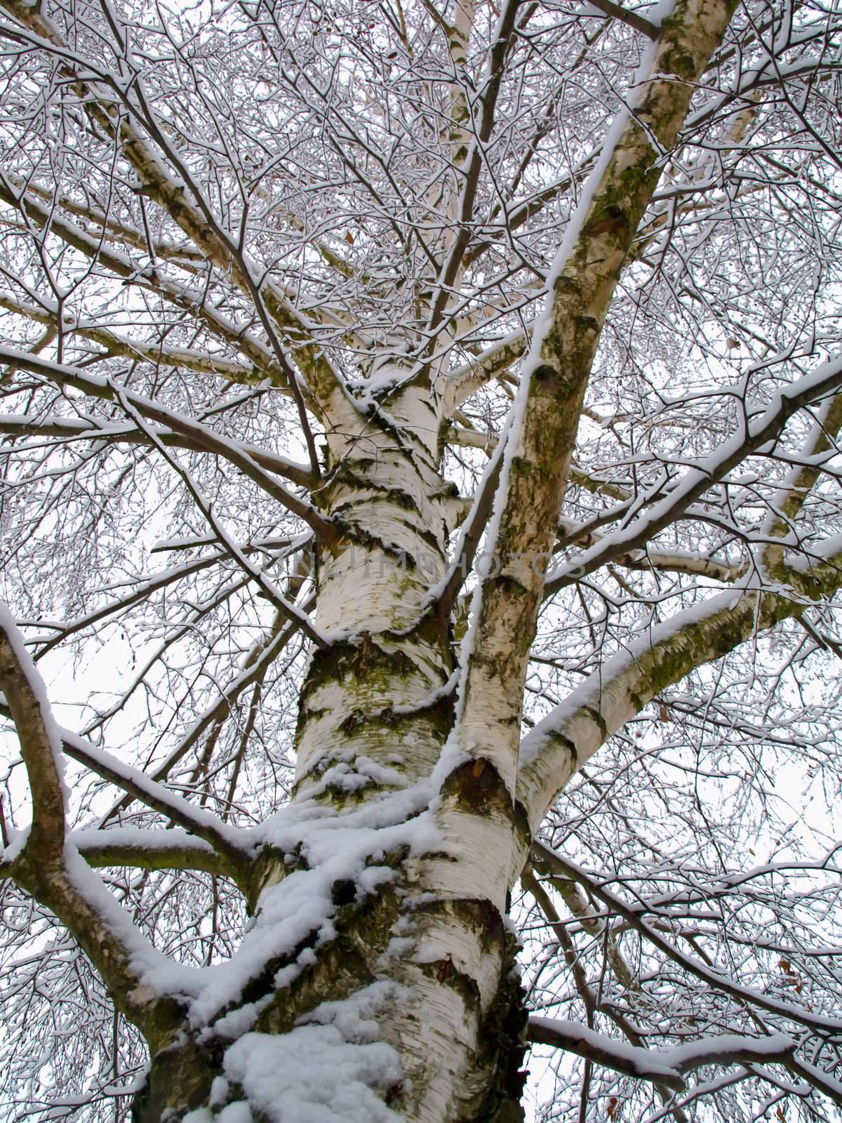Tree  in a winter scene.
