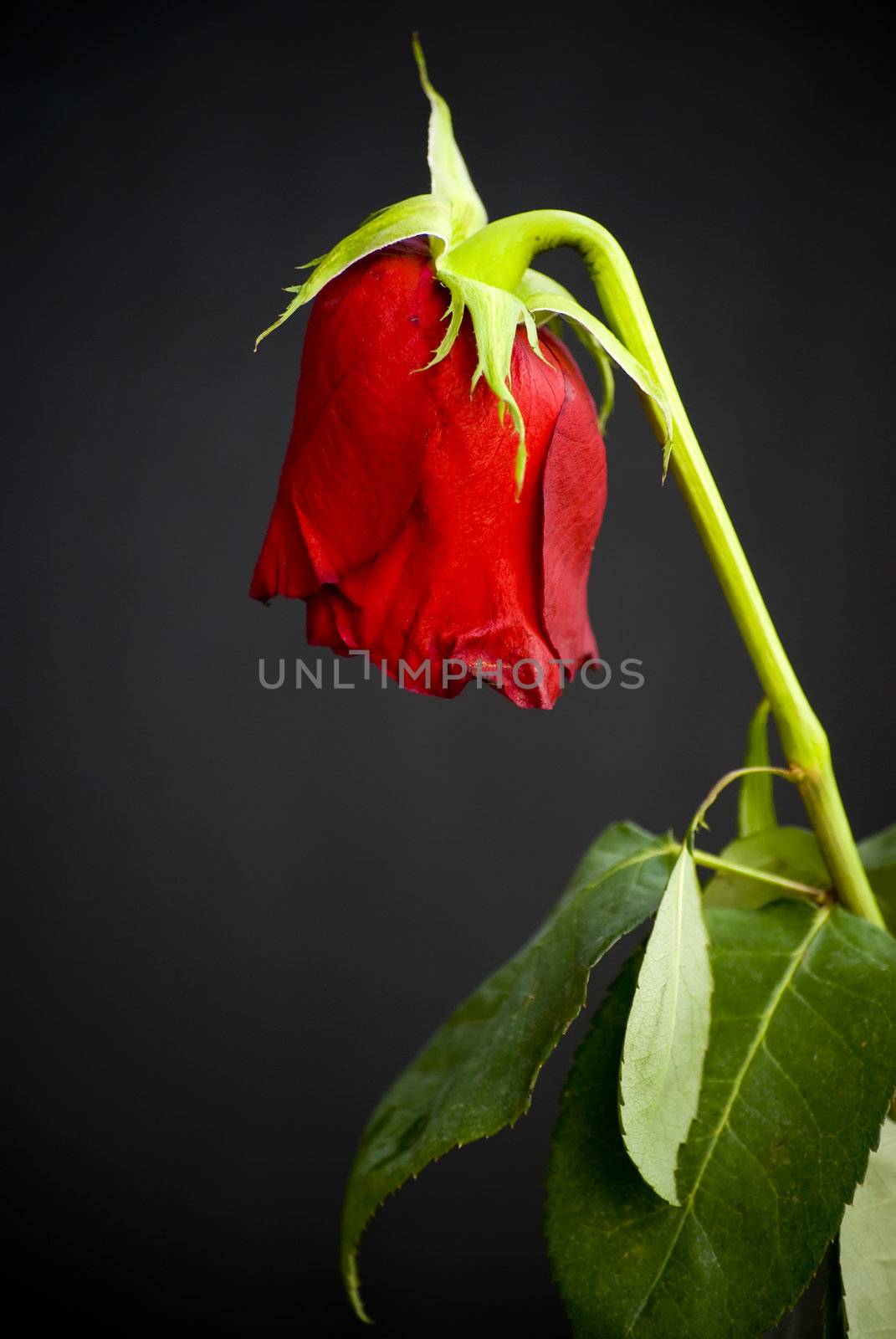 red dying rose on black background - lost love concept