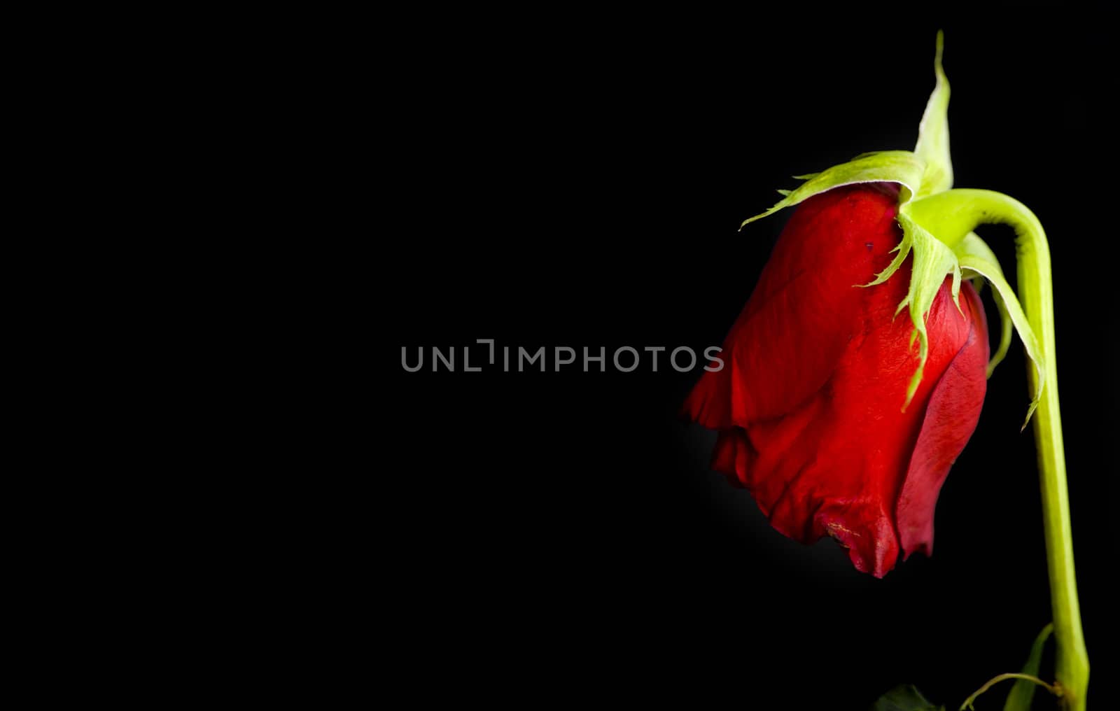 red dying rose on black background - lost love concept