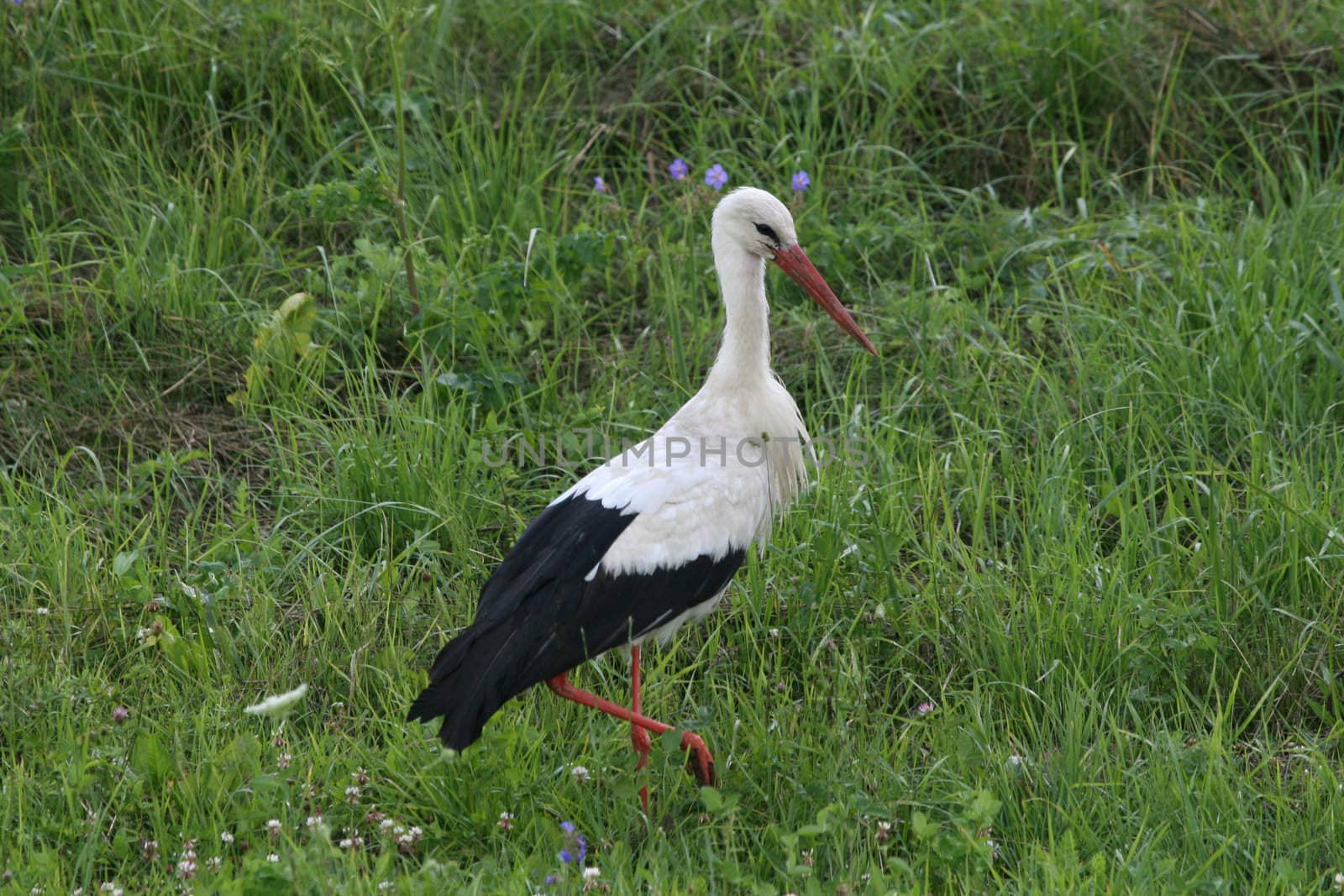 Stork 1 by fotorobs