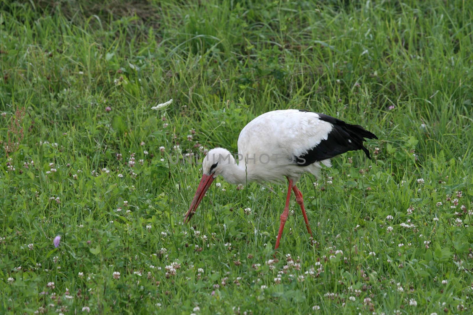 Stork, who is looking for a snack in the meadow.