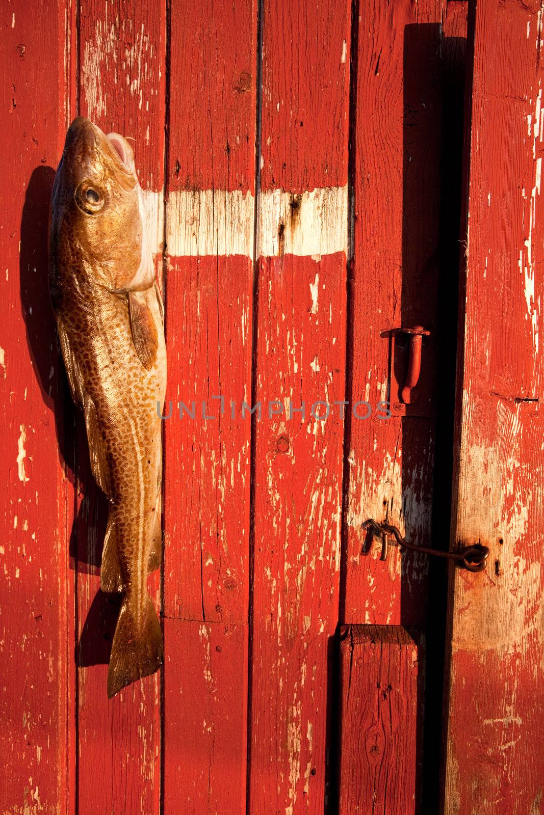 A fresh caught cod fish against a red background