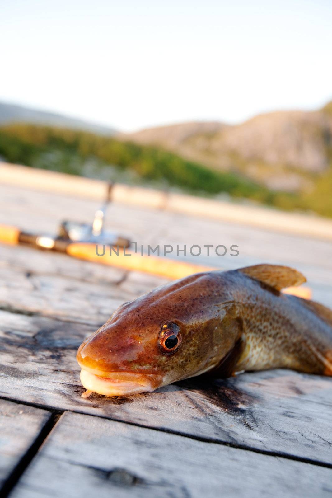 Fresh Cod Fish by leaf