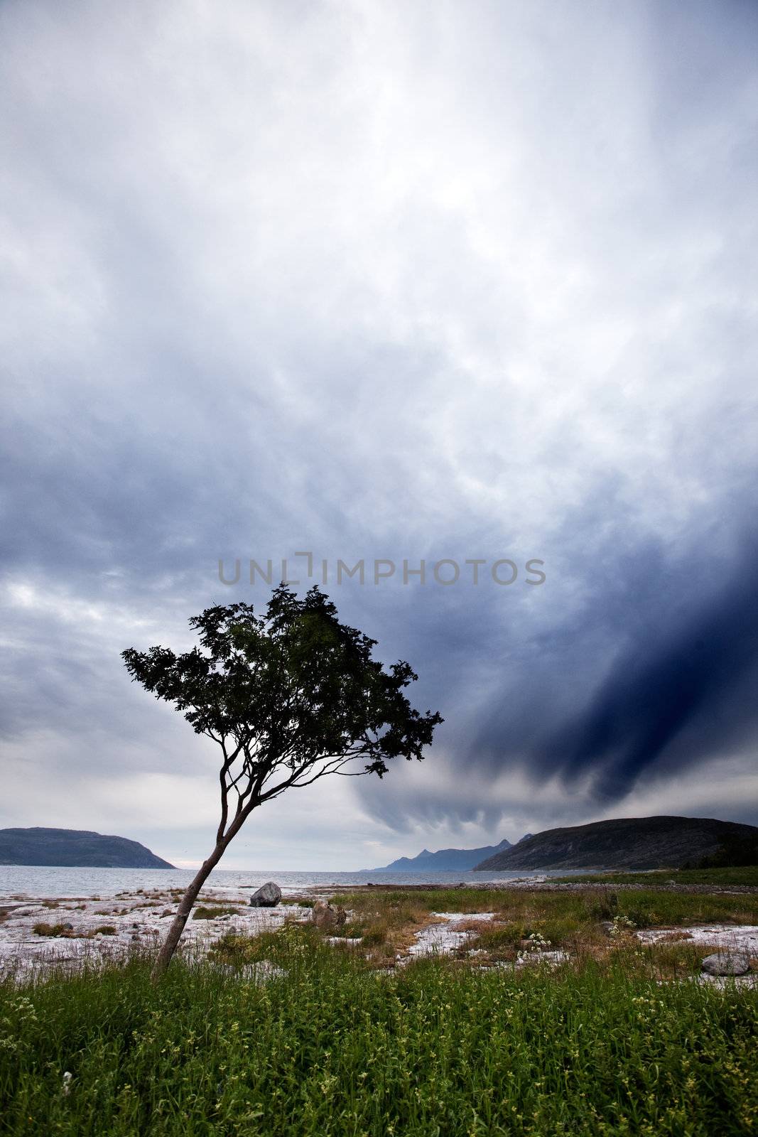 A lone tree on a Norwegian costal landscape