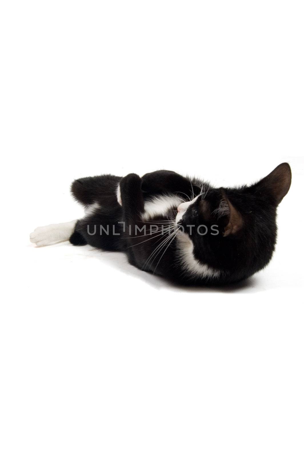 young kitten is playing on a white background