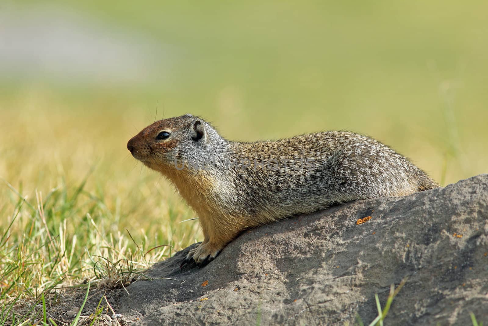 Columbian Ground Squirrel (Spermophilus columbianus) sitting on a rock in Banff National Park, Alberta, Canada