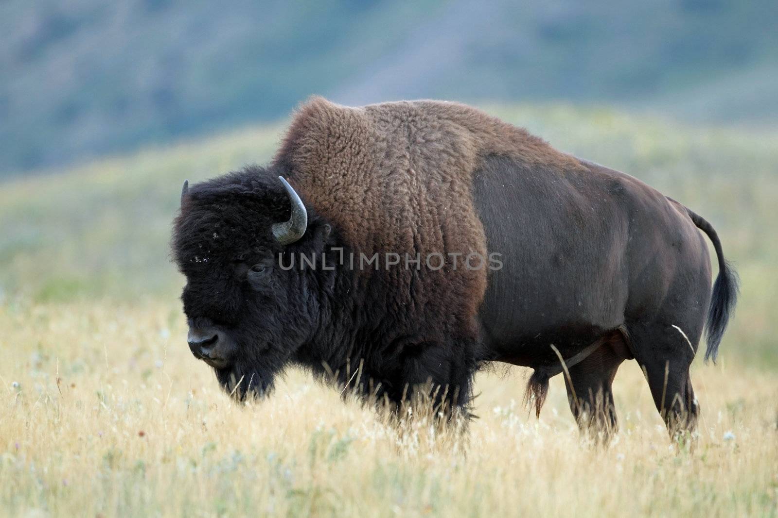 Plains Bison (Bison bison bison) - Waterton Lakes National Park, Alberta by gonepaddling