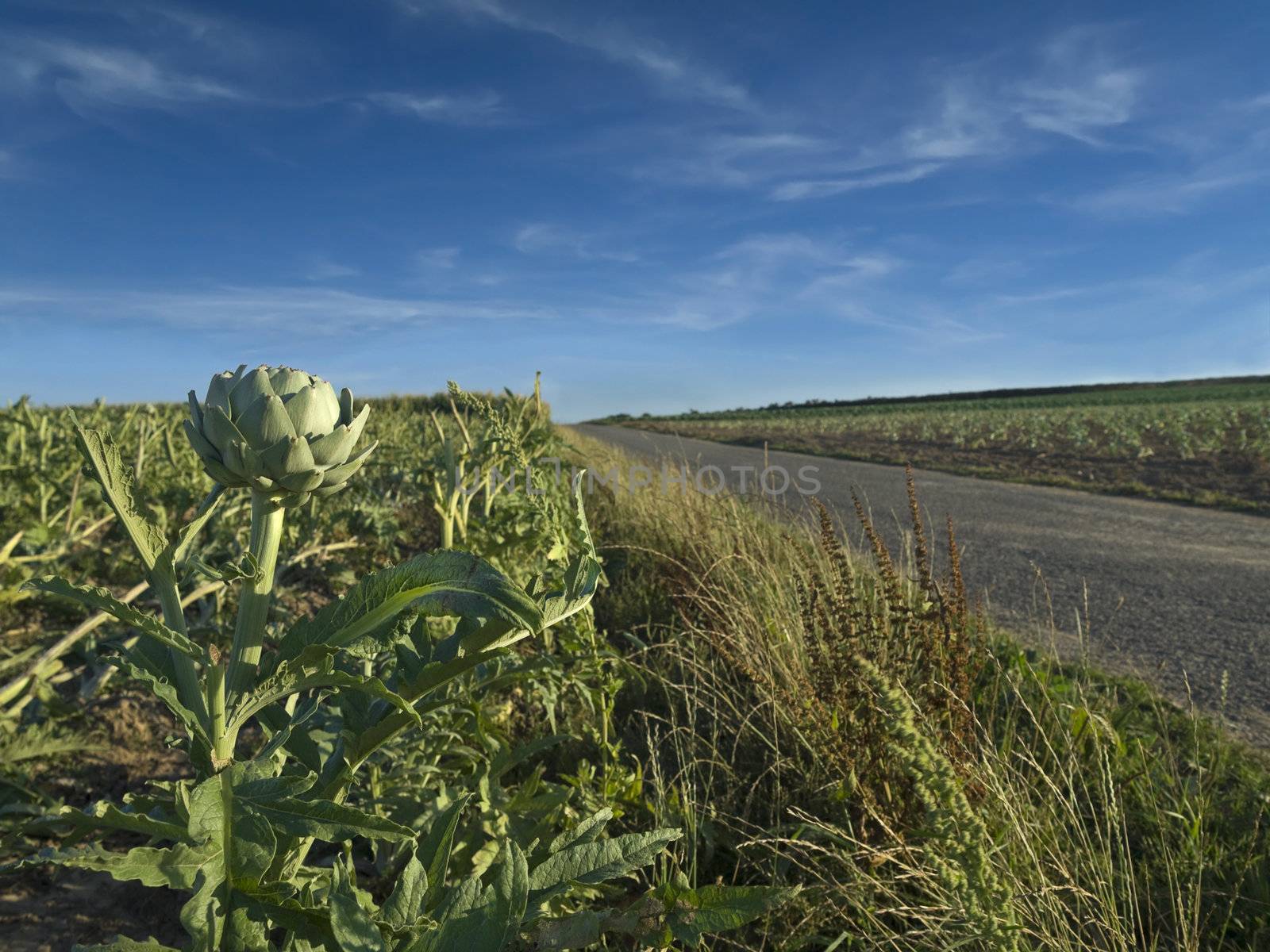 An artichoke field besides a road in Brittany, France.