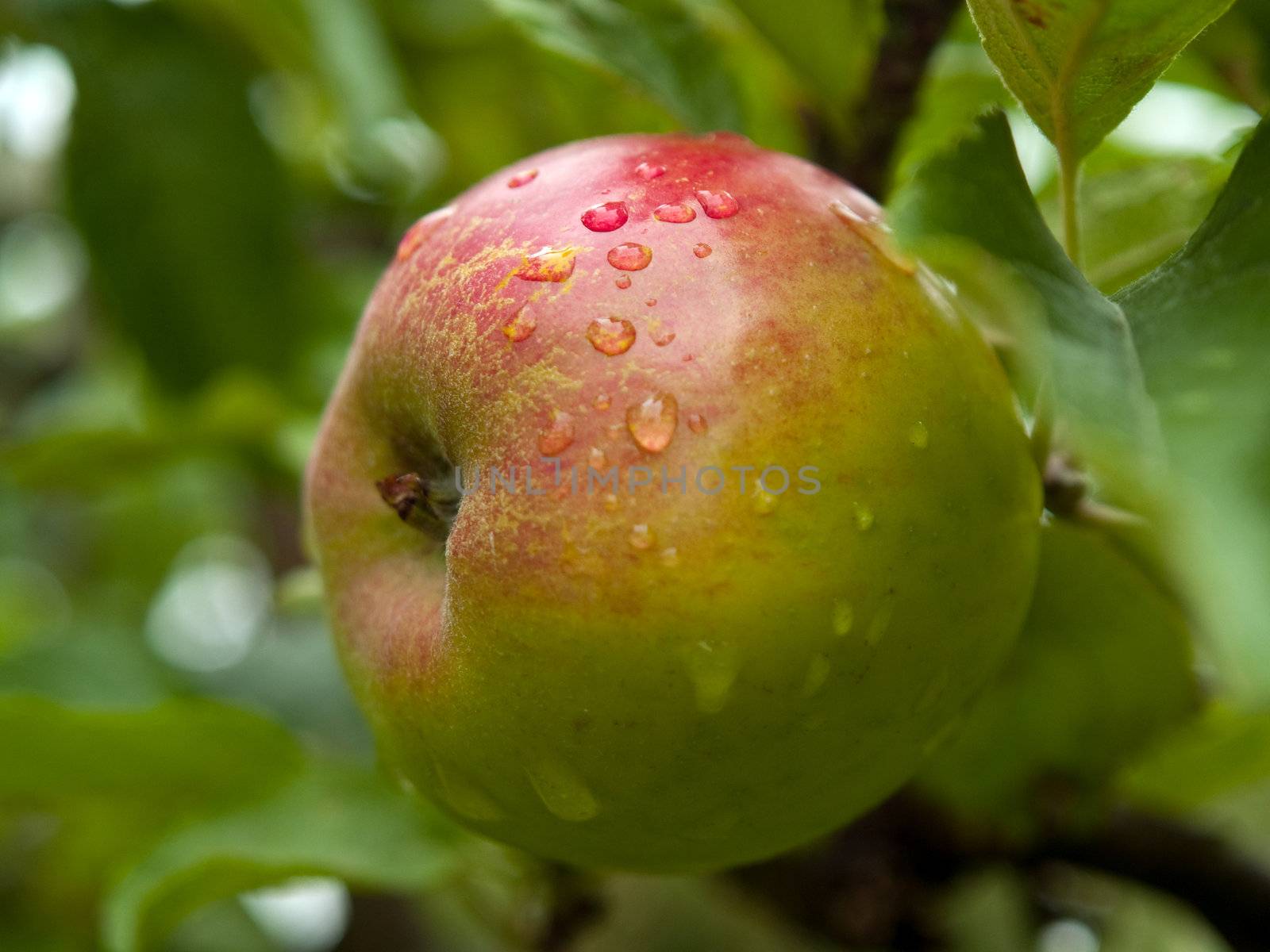 Red ripe fresh apple with water drops on a branch